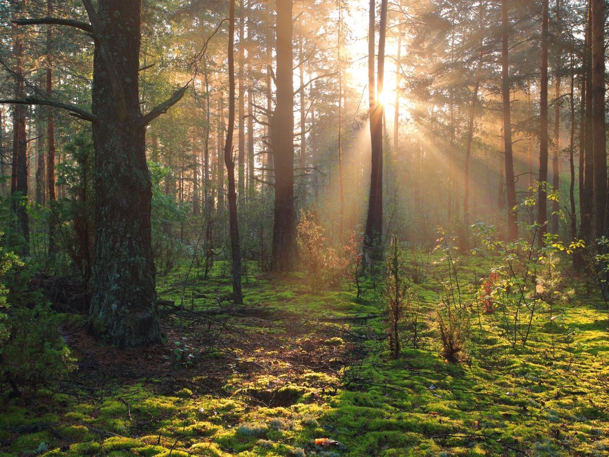 Digging into the Humanist Ethics of Natural Burial